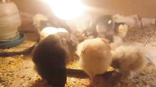 Chicken and chickens