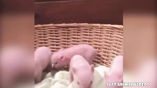 CUTE BABY PIGS COMPILATION