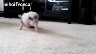 Mini Pig - A Cute Micro Pig Videos Compilation