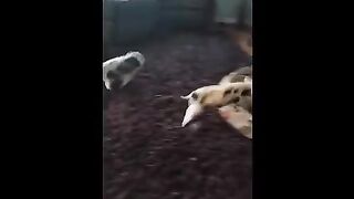 Baby Pig Noises