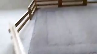 Pet piglets oinking