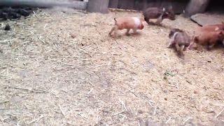 Miniature Piglets Experiencing Rain For The First Time