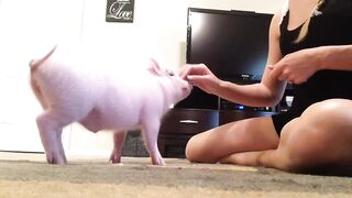 Mini Pig Tricks