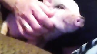 Happy pig squeaks.