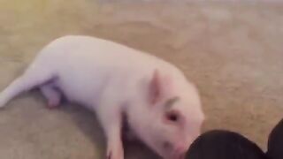 Pickle the Mini Pig Slides in for a Belly Rub!