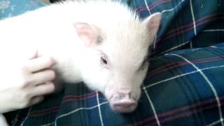 Lungrin mini pig gets his belly rubbed