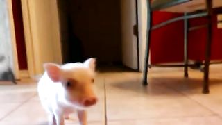 Mini pig is hungry