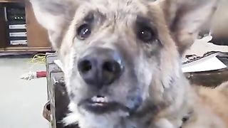 Ultimate Dog Tease