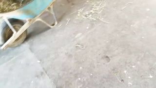 Baby miniature horse chasing me