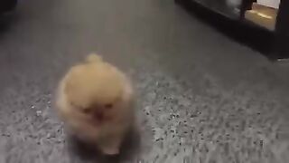 Tiny Dog Barking