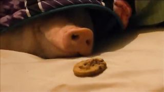 Sleeping Pig Wakes Up for a Cookie!