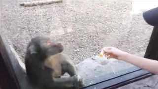 Monkeys react to magic