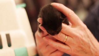 Kittens!