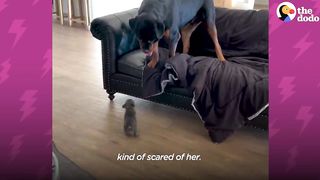 Rottweiler Gets A Tiny Puppy And Has The Most Surprising Reaction | The Dodo Little But Fierce