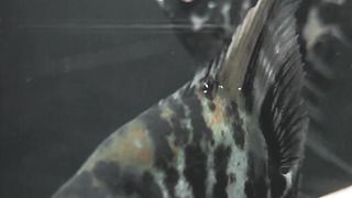 Couple Manfish very handsome