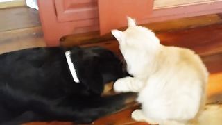 Young Maine Coon Cat fights Young Bentley the Rottweiler