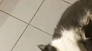 Tom and jerry