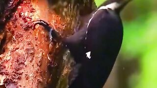 Amazing video