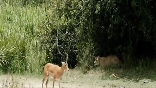 _lion _nature_wildlife