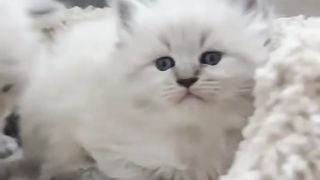 В каком возрасте можно брать котёнка?