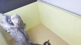 Мама кошка напала и избила папу кота!!!