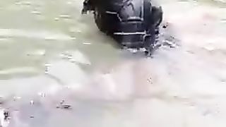 Snake and the woman