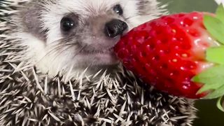 Funny animals