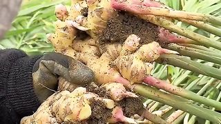 Kemampuan bertani luar biasa