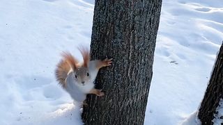 Funny animals. squirrel. Eichhörnchen. белка