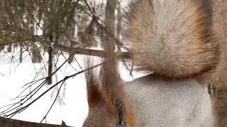 Funny animals. squirrel. Eichhörnchen. белка