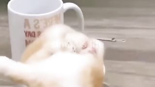 Cats Funny video