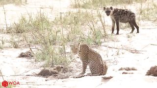 Crocodiles wait for Leopard to Across the River