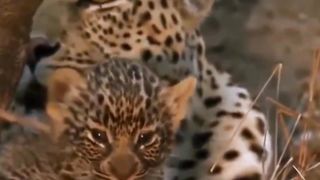 OMG! Giant Python Hunt Leopard Cubs When Mother Leopard Hunting Impala
