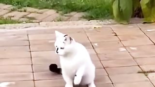 Cats Funny Videos 2024 Cat and VS chicken touch TikTok ????????????