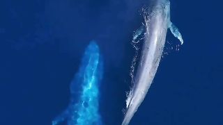 Mom and baby blue whales came over to our boat!