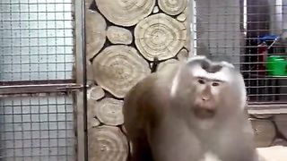 Monkey Making dirty gestures