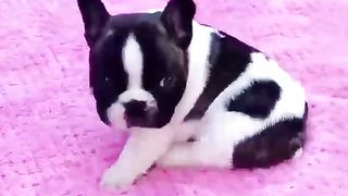 Beautiful puppy ????