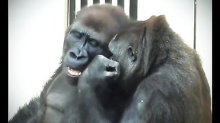 Gorillas Playing With Each Other Funny Video