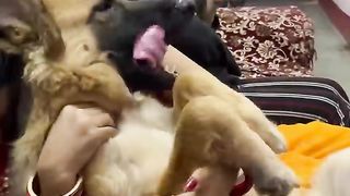 ????????yeh kya tha????????❤️ #champ #germanshepherd #youtubeshorts #shortvideo #dog #reels #doglover #gsd.