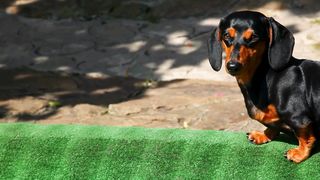 animal feed. correct nutrition in dogs