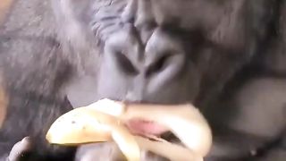 the ultimate way to eat banana by a monkey