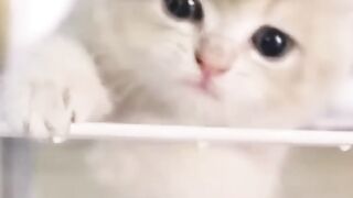 Cat Years  Human Years
