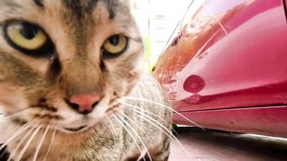 Cat with GoPro fights and asserts dominance