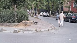 Angry White Cat gets slapped