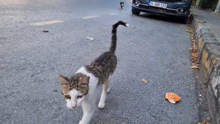 When the Angry White Cat came