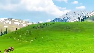 Siri Paye Meadows, Kaghan Valley KPK Pakistan.