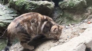 While Other Stray Cats Eat Food