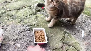 Cute Stray Cat Doesn’t Let Yellow Cat Eat Food Cats And Kittens