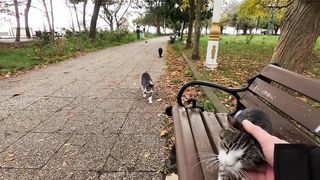 if you sit on cat island you'll be surrounded by cats really fast