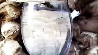 Amazing fly